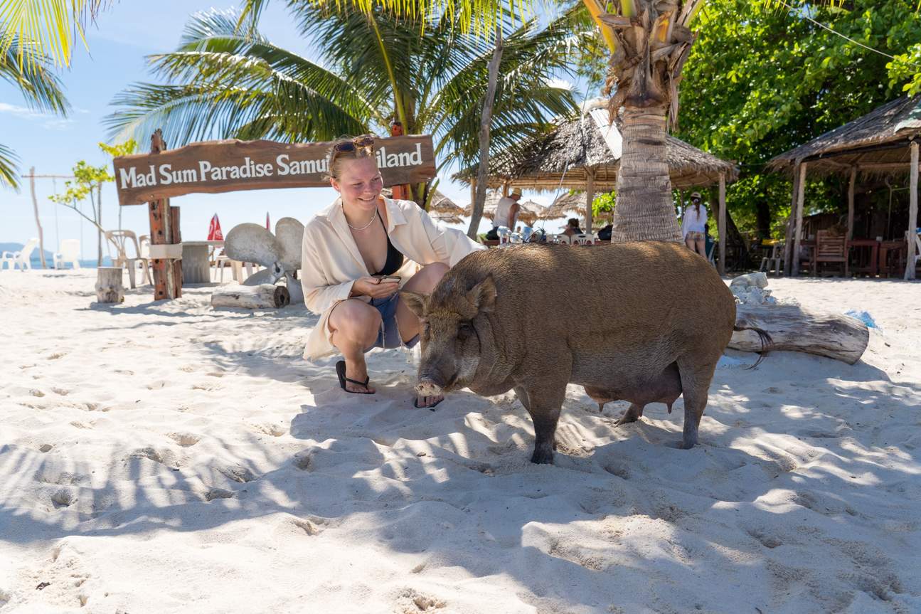 A tourist getting close with resident pigs in Koh Madsum (Pig Island)