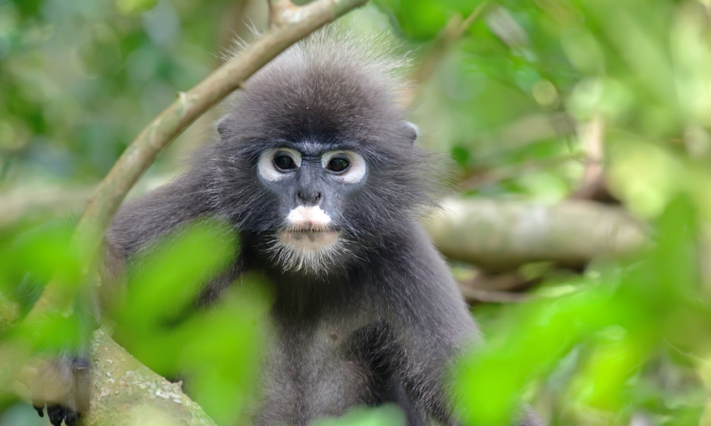 Dusky Langurs (Long-Tailed Monkeys)