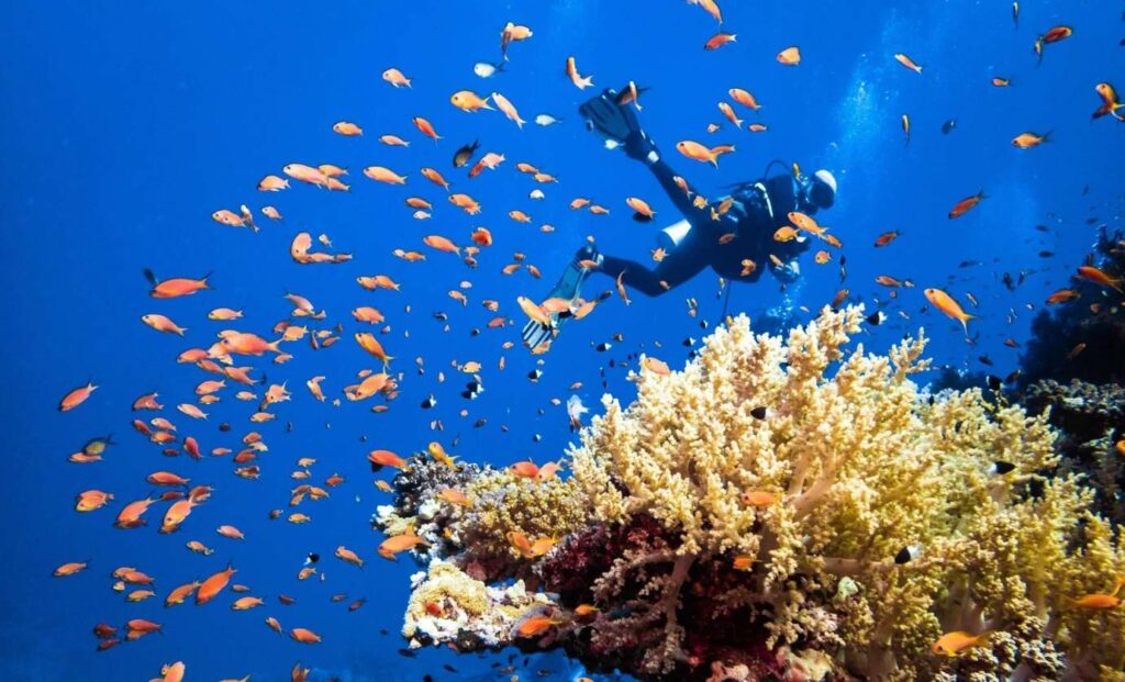 Diving in Koh Samui