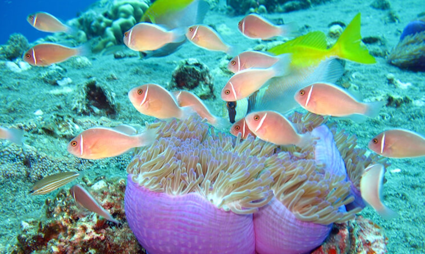 The World Under the Oceans of Koh Samui